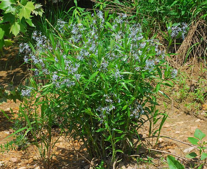 Amsonia_illustris_plant2.jpg