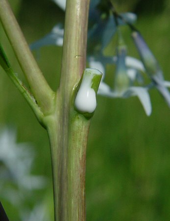 Amsonia_illustris_sap.jpg