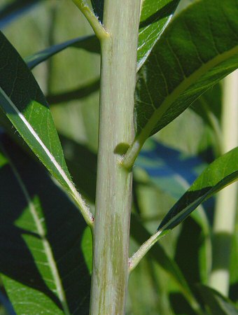 Amsonia_illustris_stem.jpg