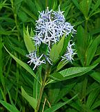 Amsonia illustris thumbnail