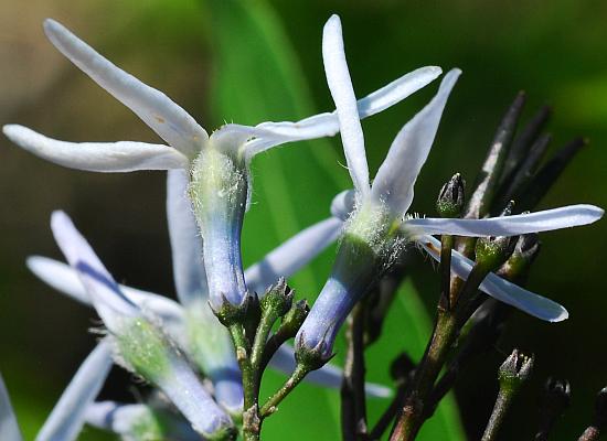 Amsonia_tabernaemontana_calyx2.jpg