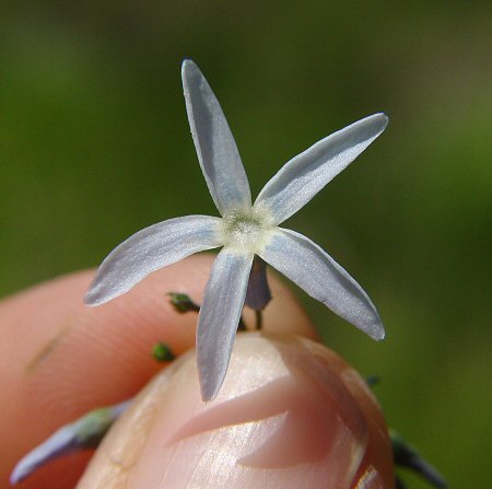 Amsonia_tabernaemontana_flower.jpg