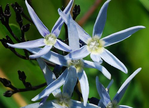 Amsonia_tabernaemontana_flowers2.jpg