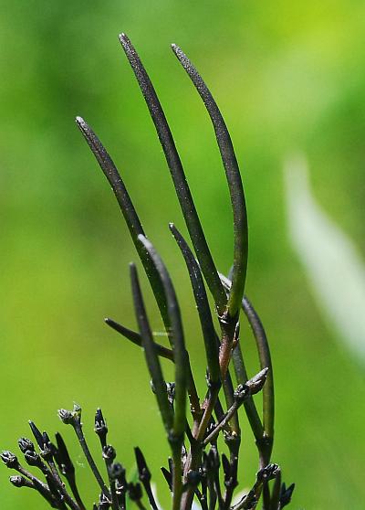 Amsonia_tabernaemontana_fruits.jpg