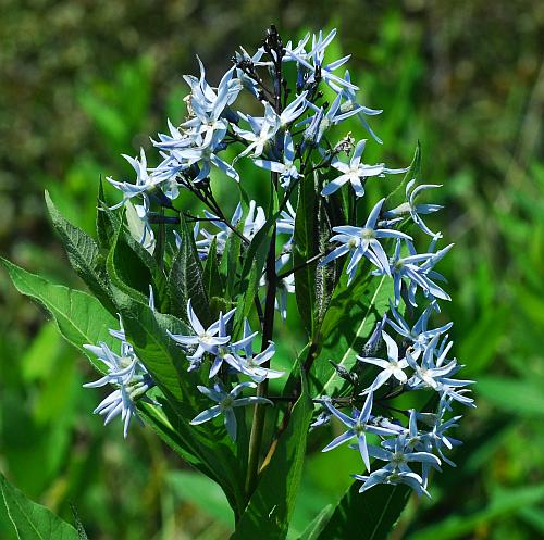 Amsonia_tabernaemontana_inflorescence.jpg