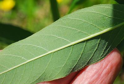 Amsonia_tabernaemontana_leaf2.jpg