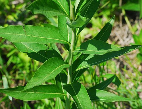 Amsonia_tabernaemontana_leaves2.jpg