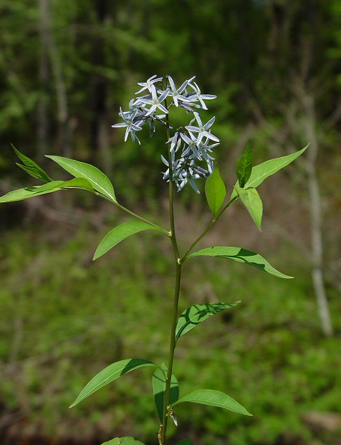 Amsonia_tabernaemontana_plant.jpg