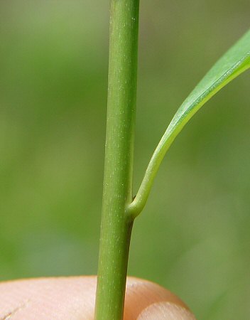 Amsonia_tabernaemontana_stem.jpg