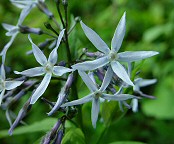 Amsonia tabernaemontana thumbnail