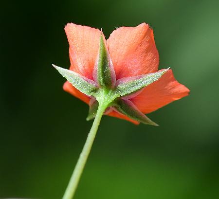 Anagallis_arvensis_calyx.jpg