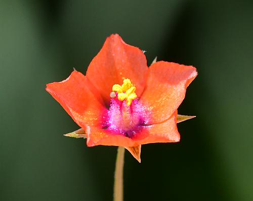 Anagallis_arvensis_corolla.jpg