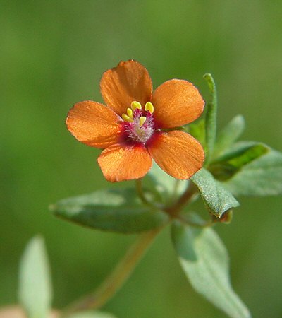 Anagallis_arvensis_flower.jpg