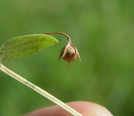 Anagallis_arvensis_fruit.jpg