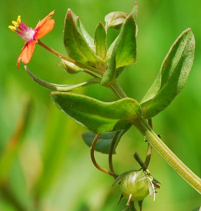 Anagallis_arvensis_fruit0.jpg