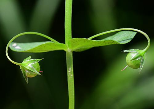 Anagallis_arvensis_fruits.jpg