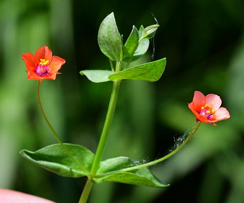 Anagallis_arvensis_inflorescence.jpg