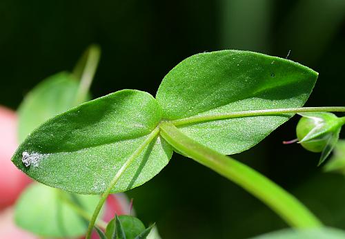 Anagallis_arvensis_leaf1.jpg