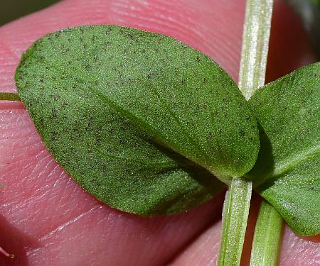 Anagallis_arvensis_leaf2.jpg