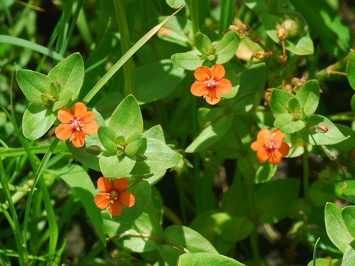 Anagallis_arvensis_plant2.jpg