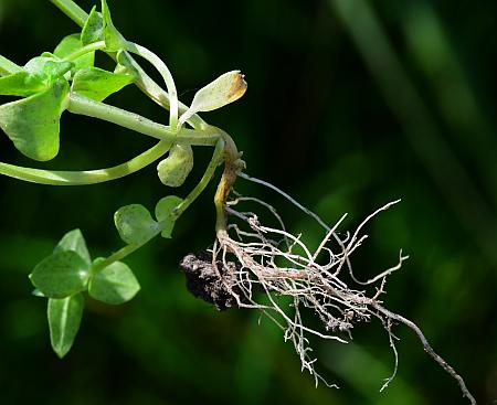 Anagallis_arvensis_roots.jpg