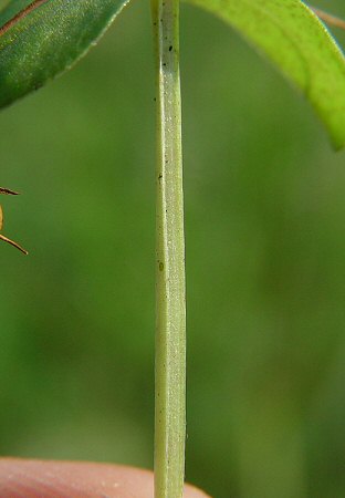 Anagallis_arvensis_stem.jpg