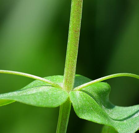 Anagallis_arvensis_stem2.jpg