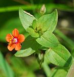 Anagallis arvensis thumbnail