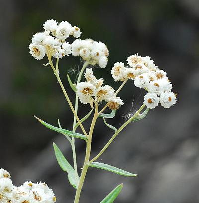 Anaphalis_margaritacea_inflorescence.jpg