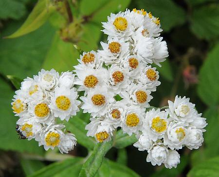 Anaphalis_margaritacea_inflorescence2.jpg