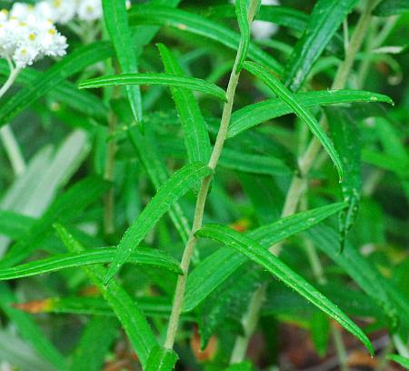 Anaphalis_margaritacea_leaves.jpg