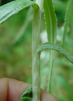 Anaphalis_margaritacea_stem.jpg