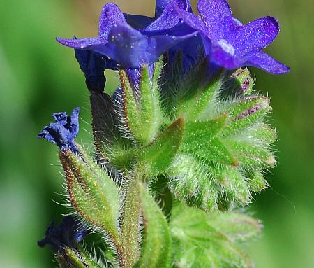 Anchusa_officinalis_calyces.jpg