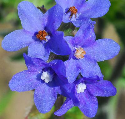 Anchusa_officinalis_corollas.jpg