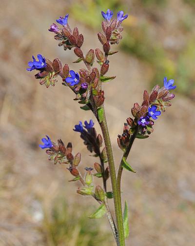 Anchusa_officinalis_inflorescence1.jpg