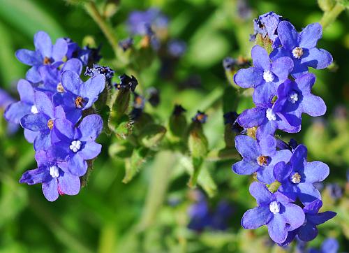 Anchusa_officinalis_inflorescence2.jpg