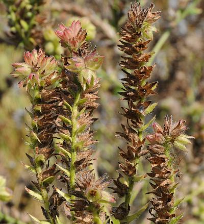 Anchusa_officinalis_infruct.jpg