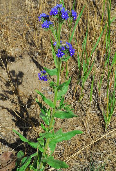 Anchusa_officinalis_plant.jpg