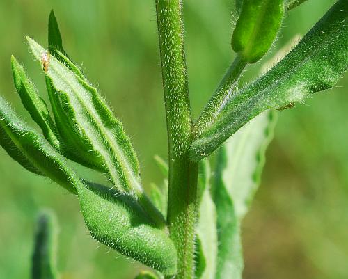 Anchusa_officinalis_stem.jpg