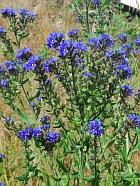 Anchusa officinalis thumbnail