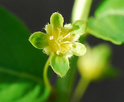 Andrachne_phyllanthoides_flower2.jpg