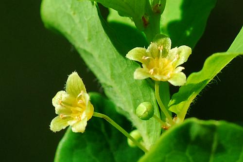 Andrachne_phyllanthoides_flowers.jpg