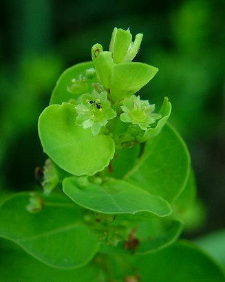 Andrachne_phyllanthoides_inflorescence.jpg