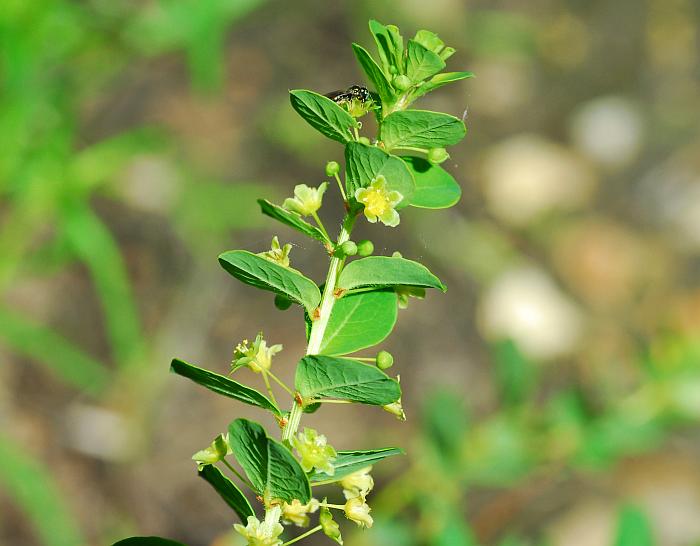 Andrachne_phyllanthoides_plant2.jpg