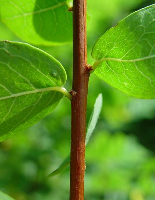 Andrachne_phyllanthoides_stem.jpg