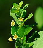 Andrachne phyllanthoides thumbnail