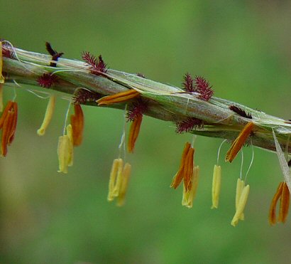 Andropogon_gerardii_flowers.jpg