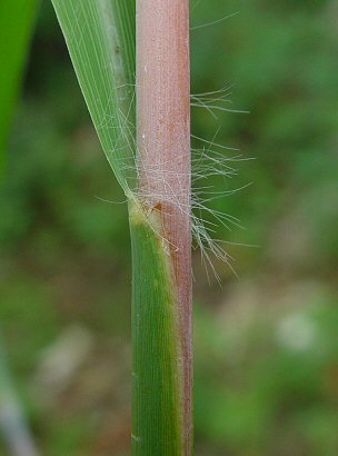 Andropogon_gerardii_leaf_base.jpg