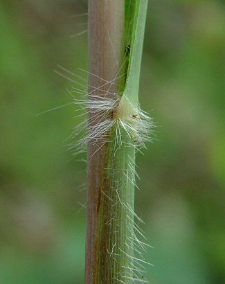 Andropogon_gerardii_leaf_base2.jpg