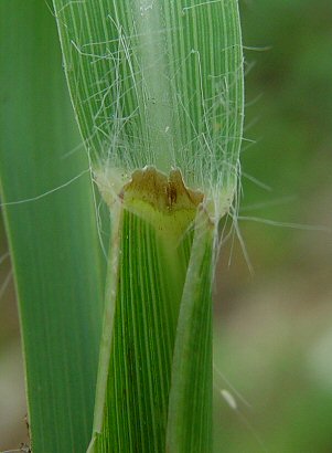 Andropogon_gerardii_ligule.jpg